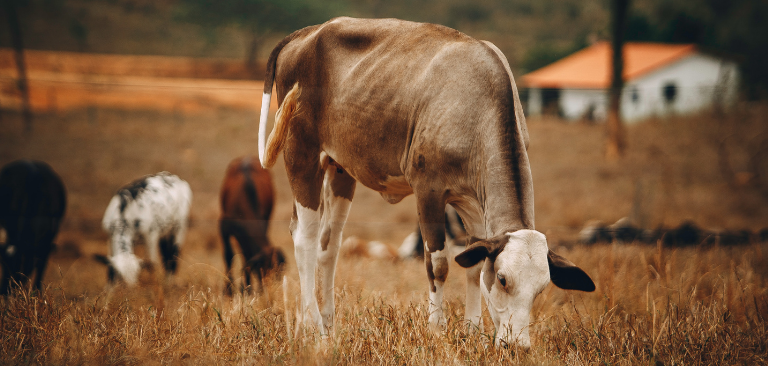 Facebook blocked art gallery images of cows for being “sexual content”