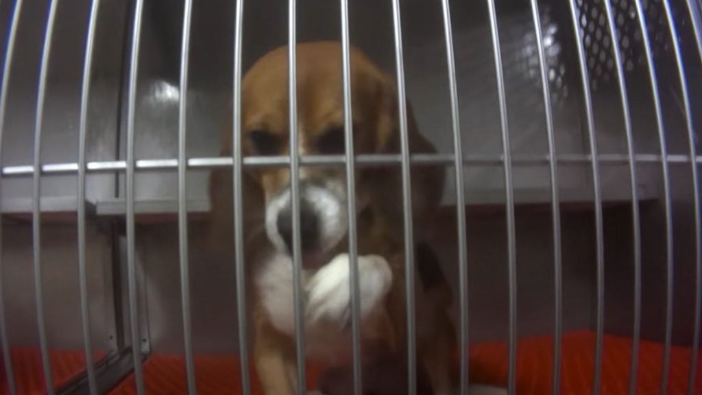 Judge allows PETA lawsuit to proceed against Texas A&M University after comments were blocked on social media