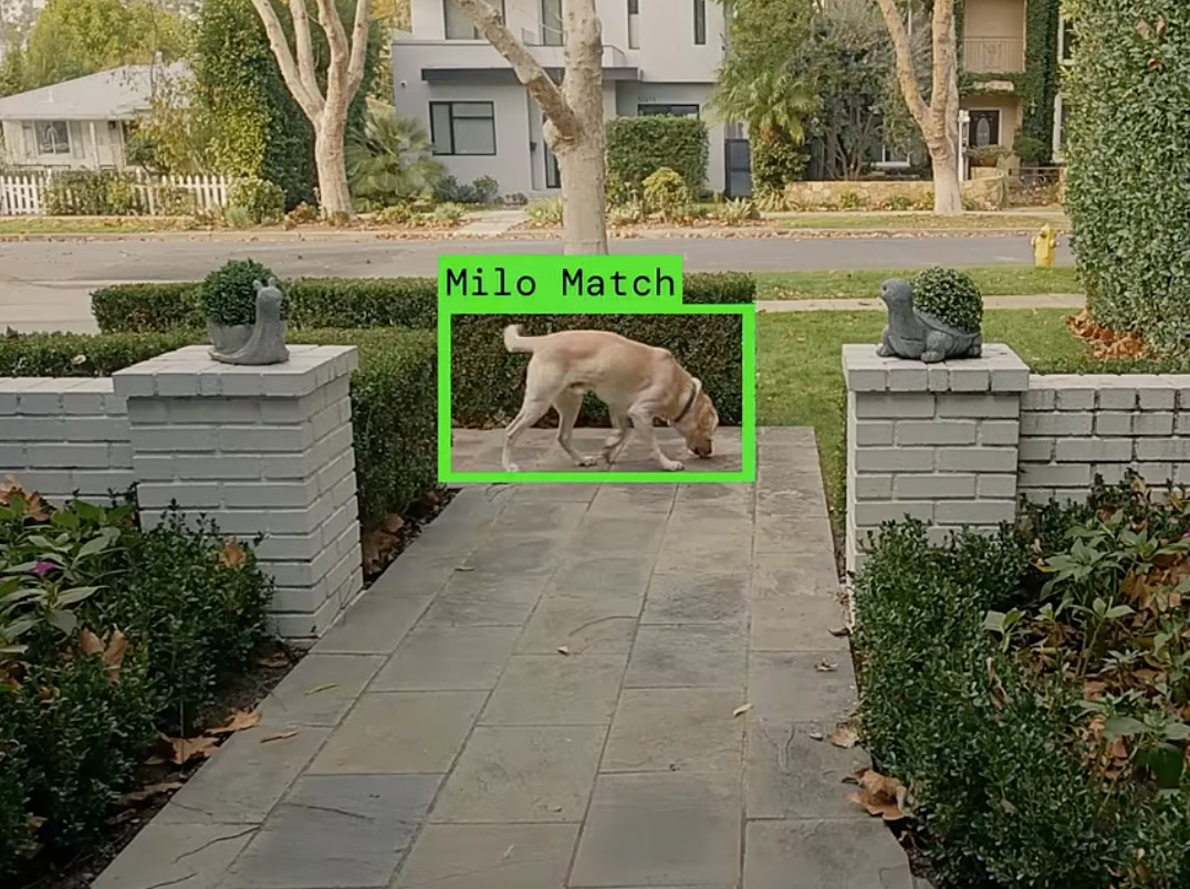 Yellow Labrador sniffing on a walkway, outlined by a green box labeled Milo Match, between white brick pillars.