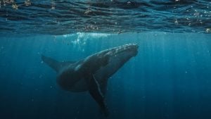 Humpback whale rising toward the sunlit surface, shown in blue water with bits of floating seaweed and light rays.